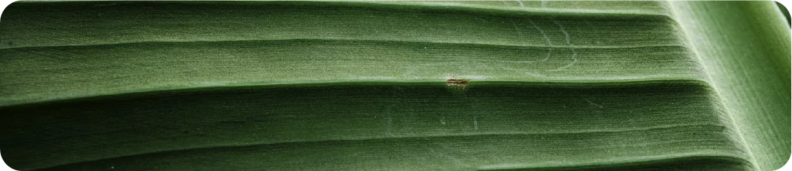 close up of a tick on a green leaf